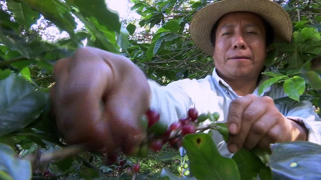 Veracruz Agropecuario - Uso de Agroqu&iacute;micos en Cafetales