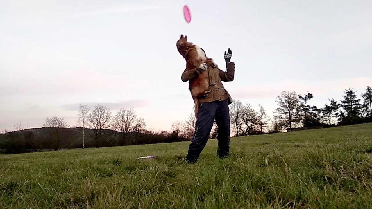 Mali the Toller - Frisbee & Tricks training