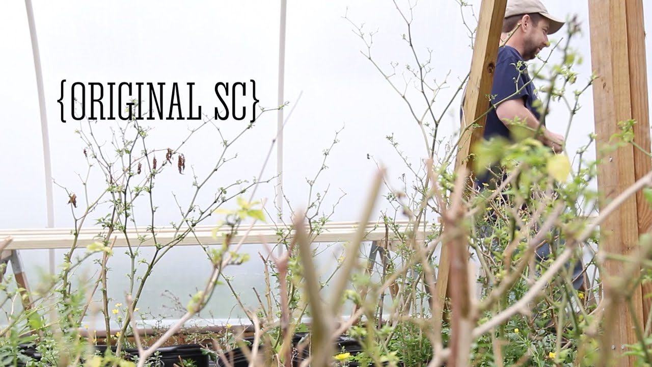 ORIGINAL SC | Mad Scientist Smokin' Ed Currie