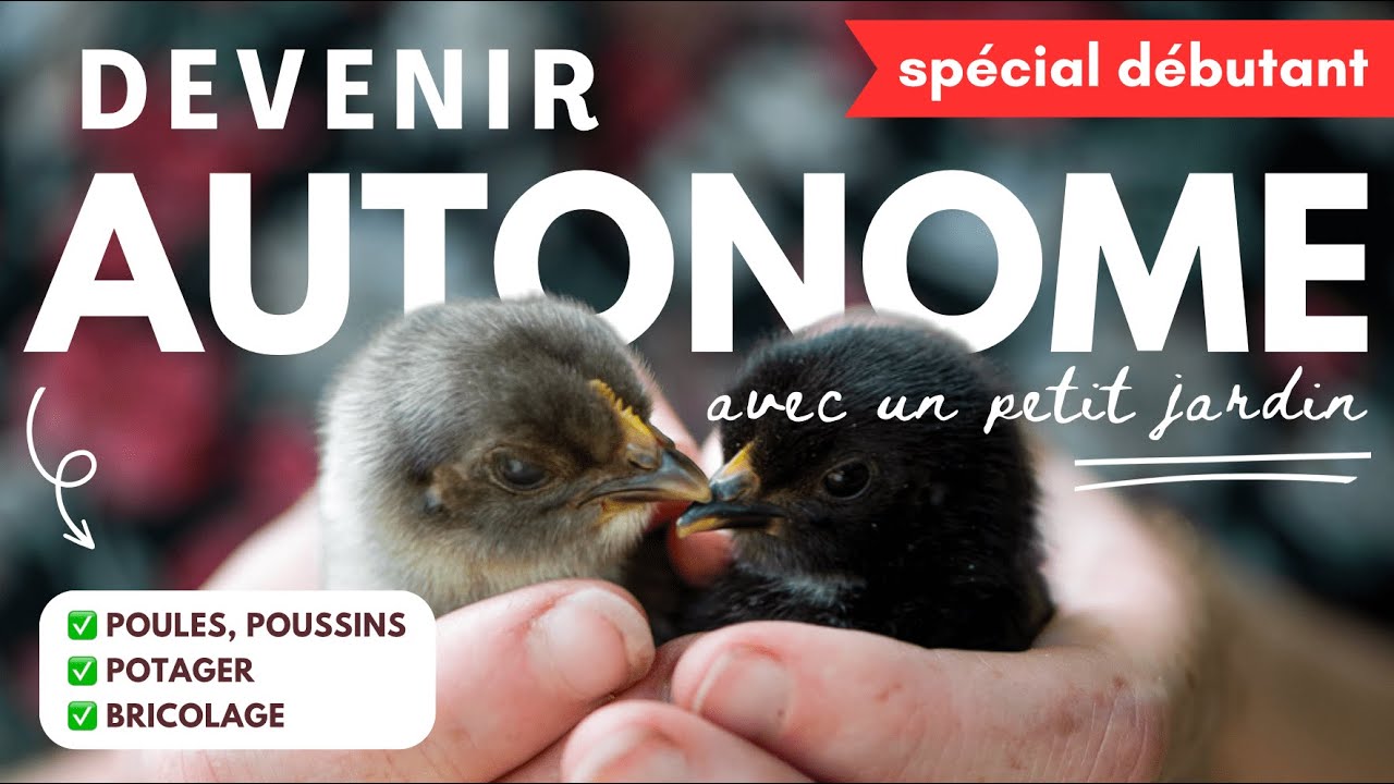 Un pas vers l'AUTONOMIE alimentaire avec un PETIT JARDIN 🌱🐔🐣 (poules, poussins, potager, bricolage)