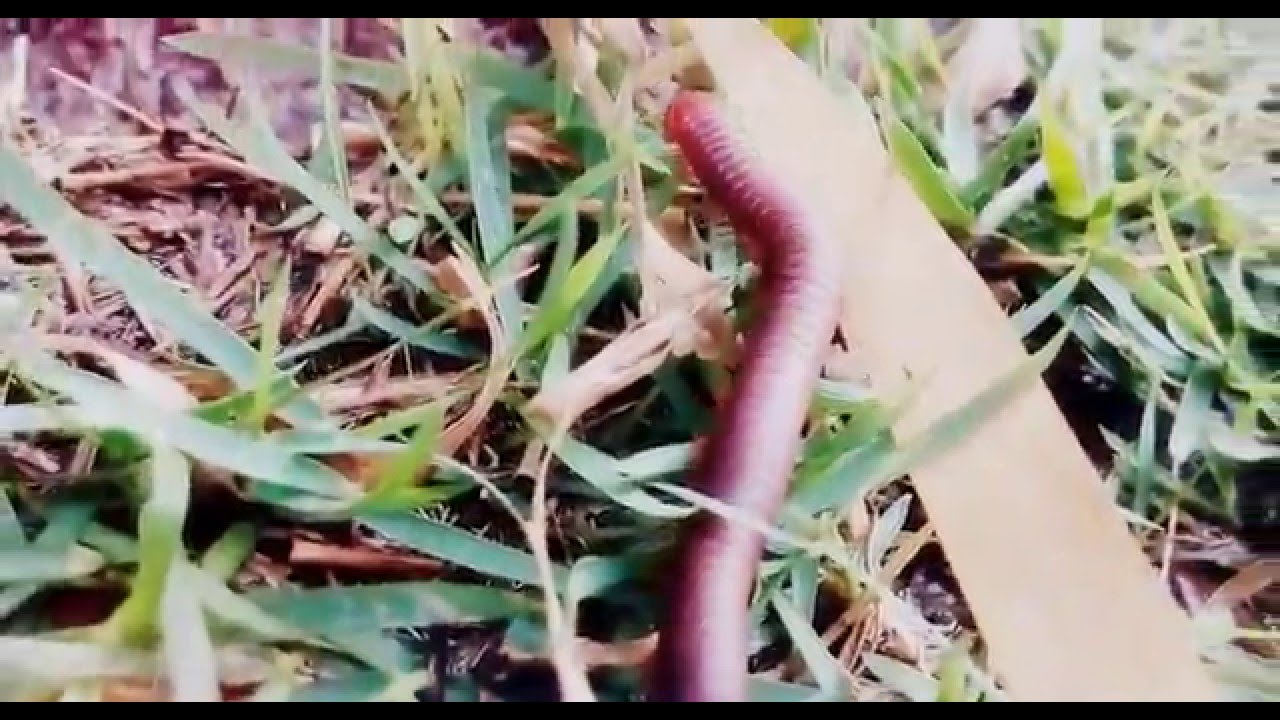Garden Millipede & Worm