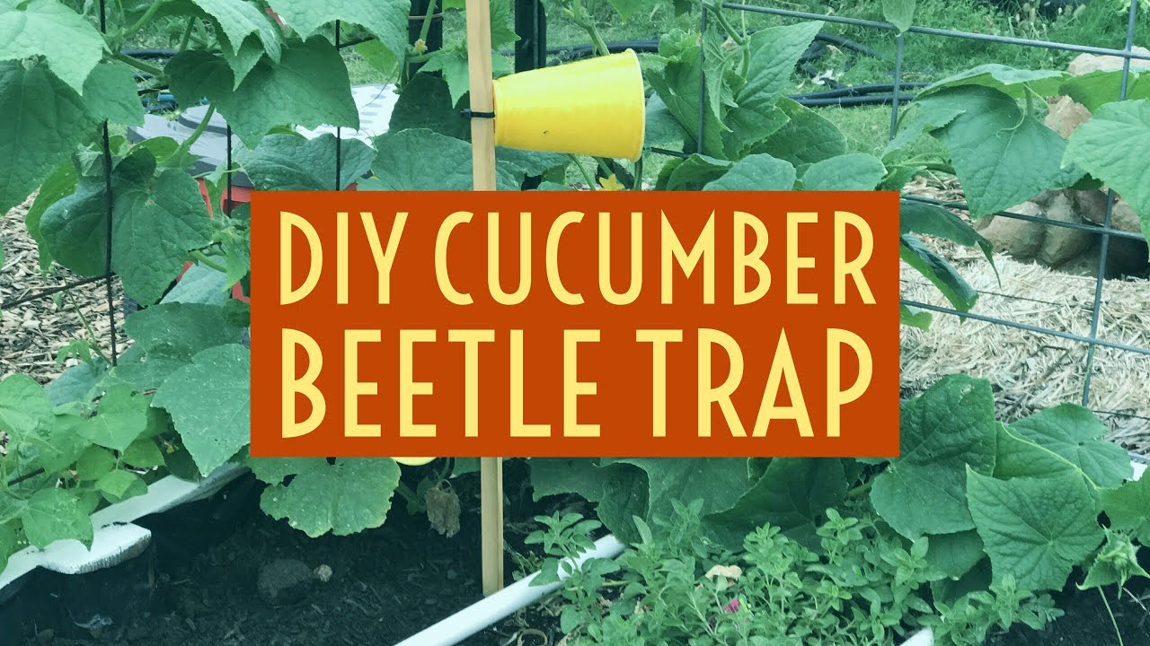Easy DIY Cucumber Beetle Trap