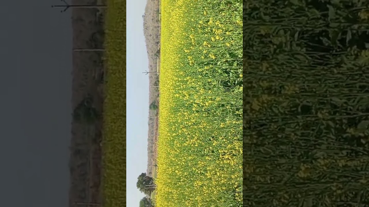 #farming sarson ka khet