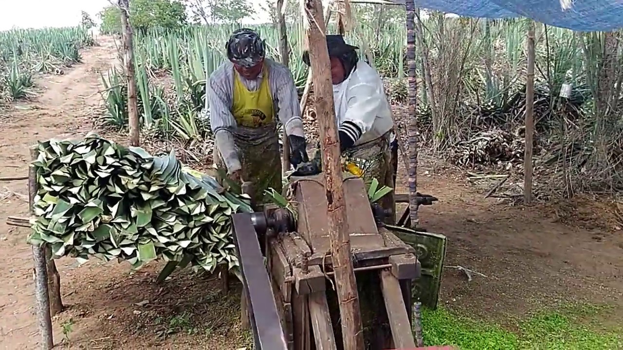 motor de agave sitio cinco lagoas de cassserengue pb