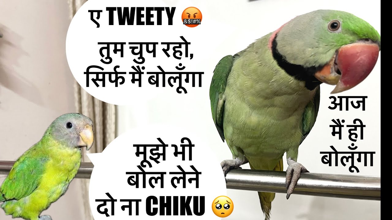 Sab Se Zyada Bolne Wala Tota 🦜