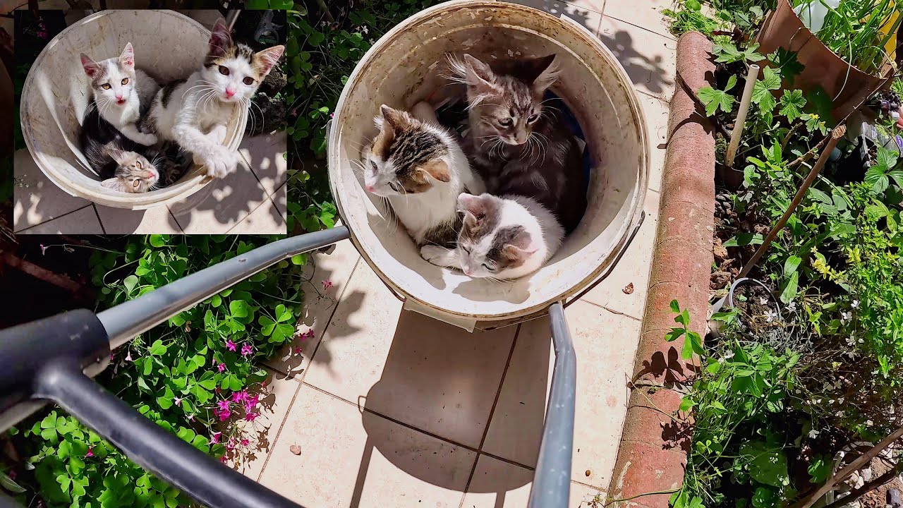 Спереди, сзади, слева и справа повсюду кошки! Добро пожаловать в дом, не похожий ни на один другой.