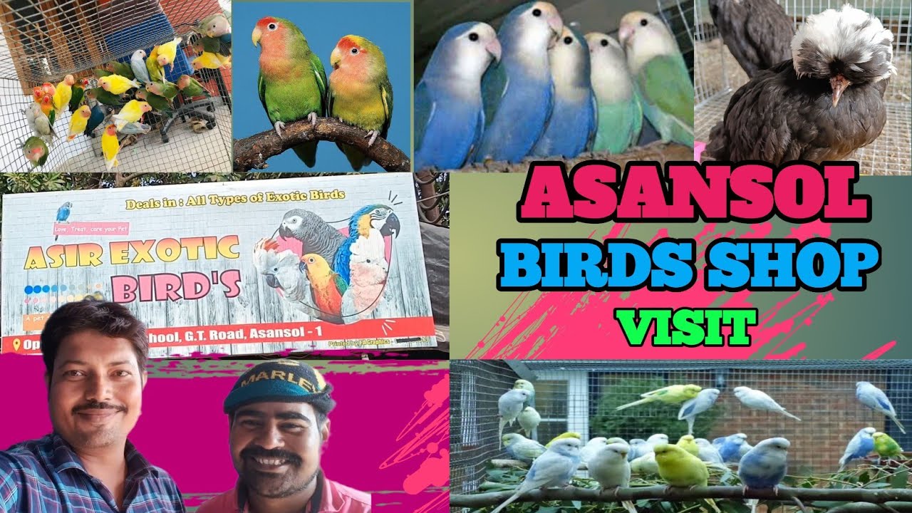 ASANSOL BIRDS SHOP VISIT | Exotic Birds Shop in Asansol.