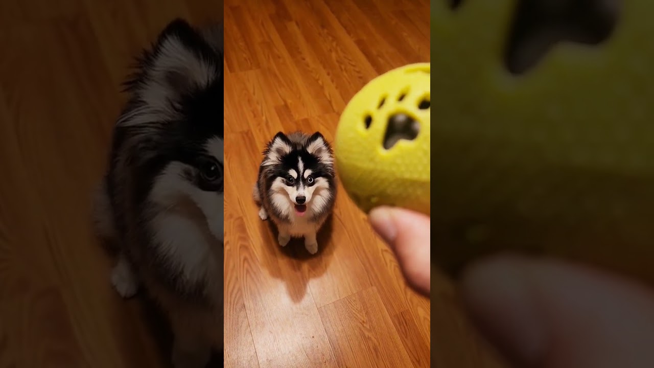 #funny #explore #like #subscribe #fun #friends #pomskypuppy #pomsky #puppy #dog