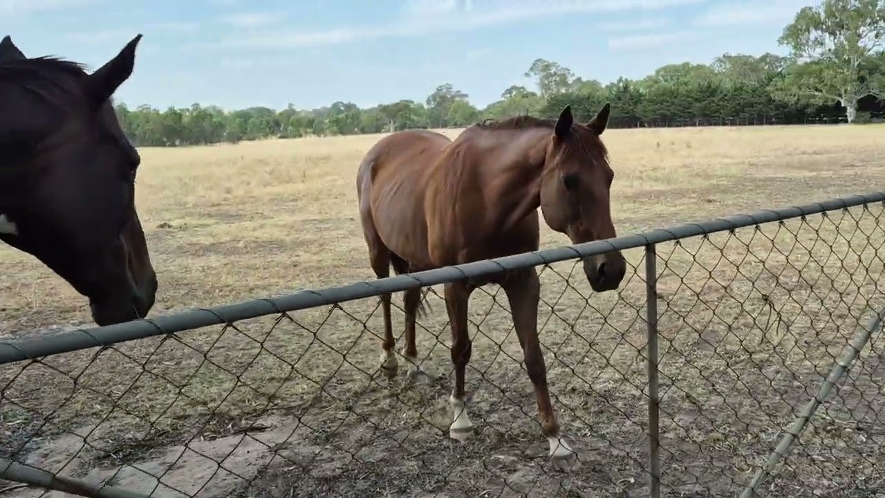 Came across Mustang Sally & Her Friends. 3 Friendly Horses.