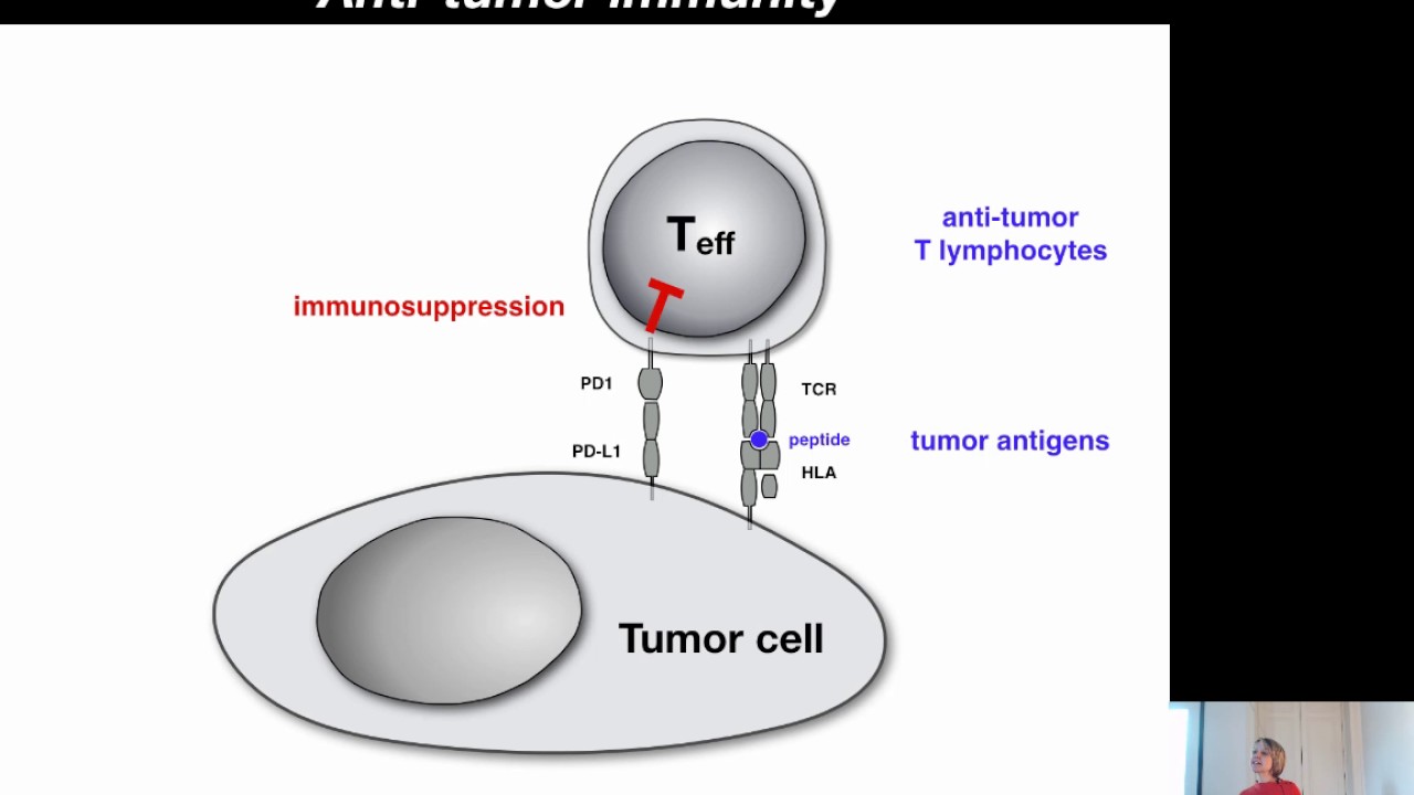 Sophie Lucas: L’IMMUNOSUPPRESSION PAR LES LYMPHOCYTES T RÉGULATEURS