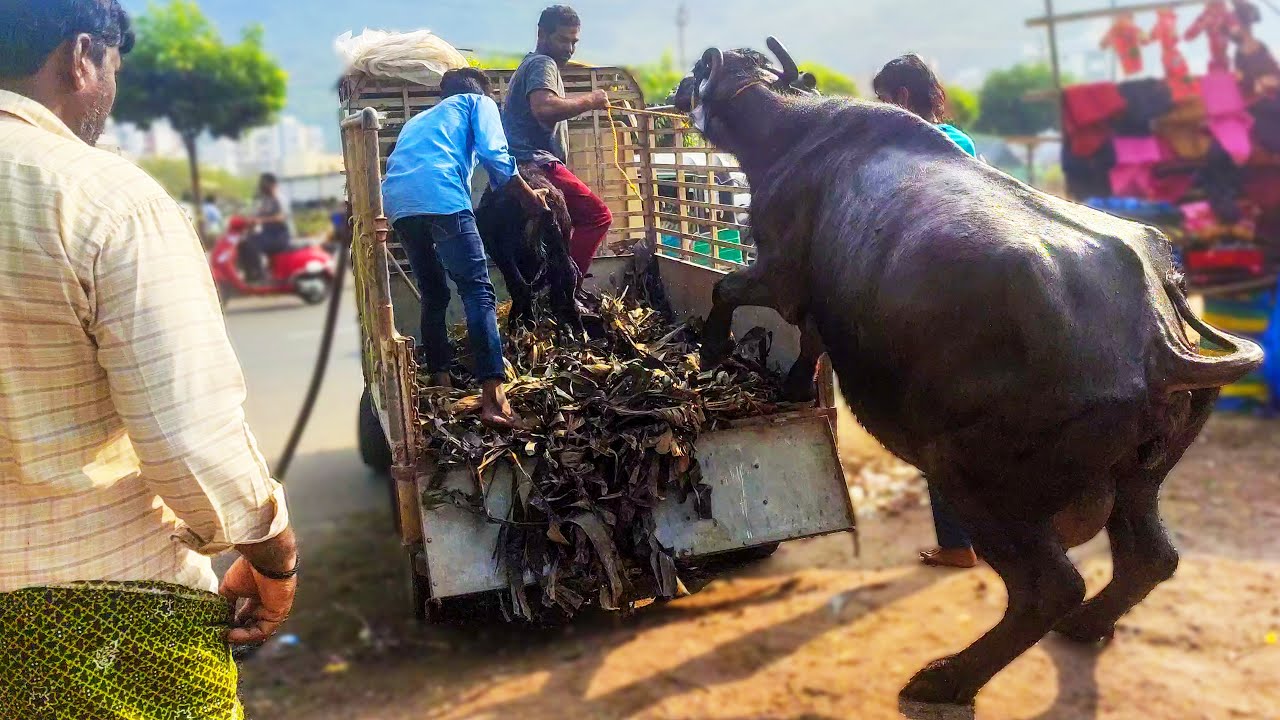 4k Buffalo Loading on Mini Truck - Successful Buffaloes Dairy Farm | Best Milking Buffalo Breeds