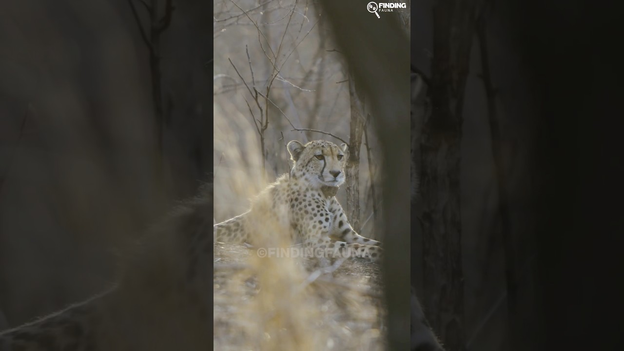 Cheetah in Kuno National Park ❤️ #cheetah #kunonationalpark #findingfauna #kuno