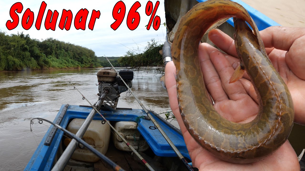 Hôm nay cá chạy nhiều, con chạch to quá ✅