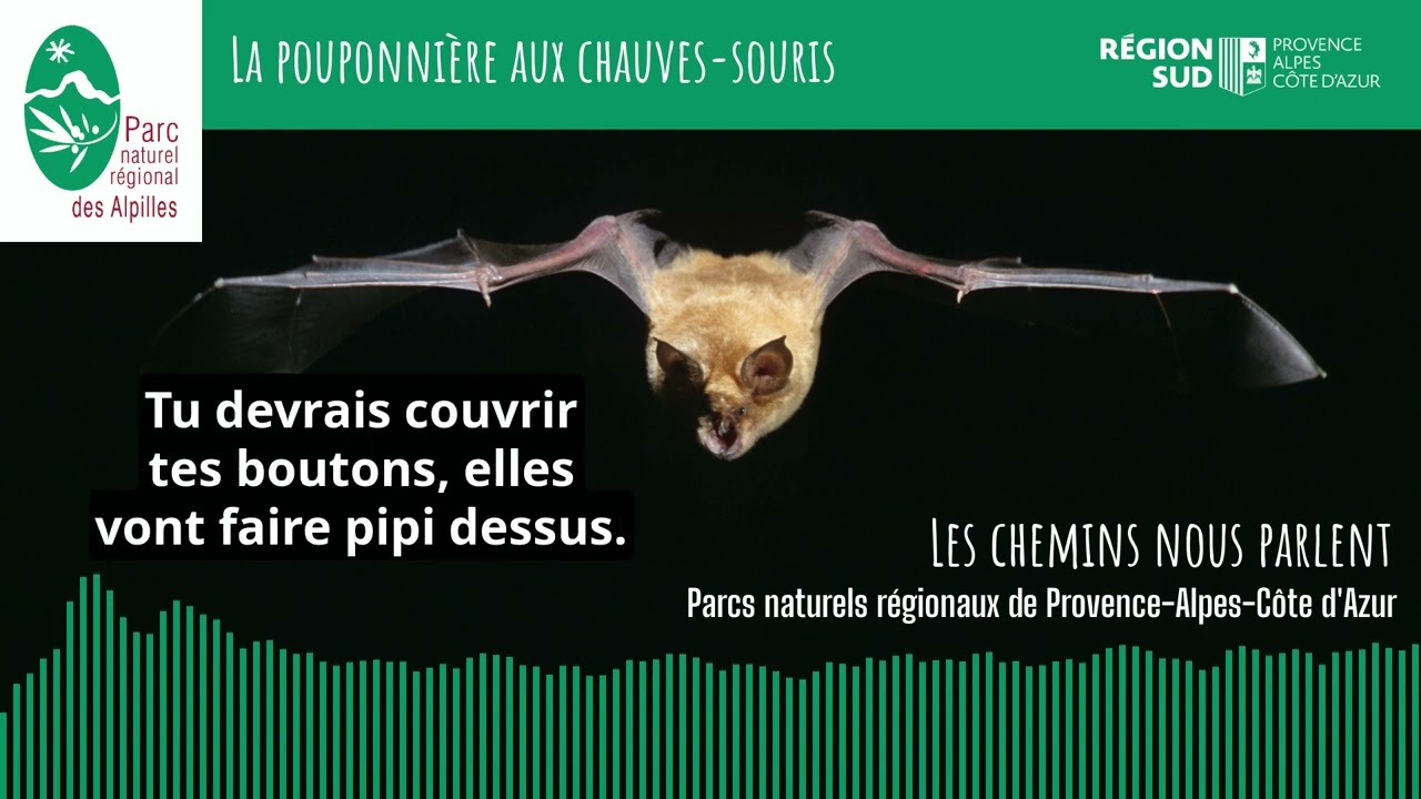 La pouponnière aux chauves-souris dans les Alpilles