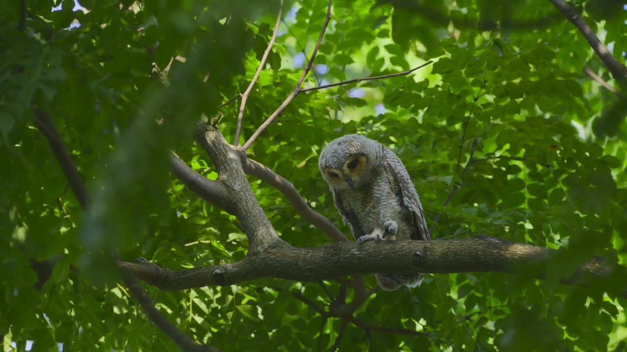 Juvenile Spotted Wood Owl @ Bishan Park July 19th 2025   4K