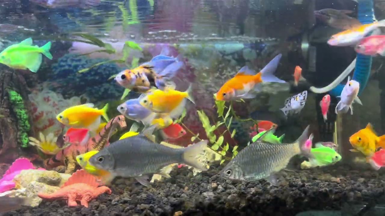 Healing Marimba Music with Aquarium Water • Relax, Sleep Better, Meditation & Spa