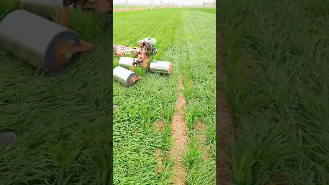 Wheat Farming Techniques Pressing The Plants To Help The Roots Settle Into  Soil #satisfying #short