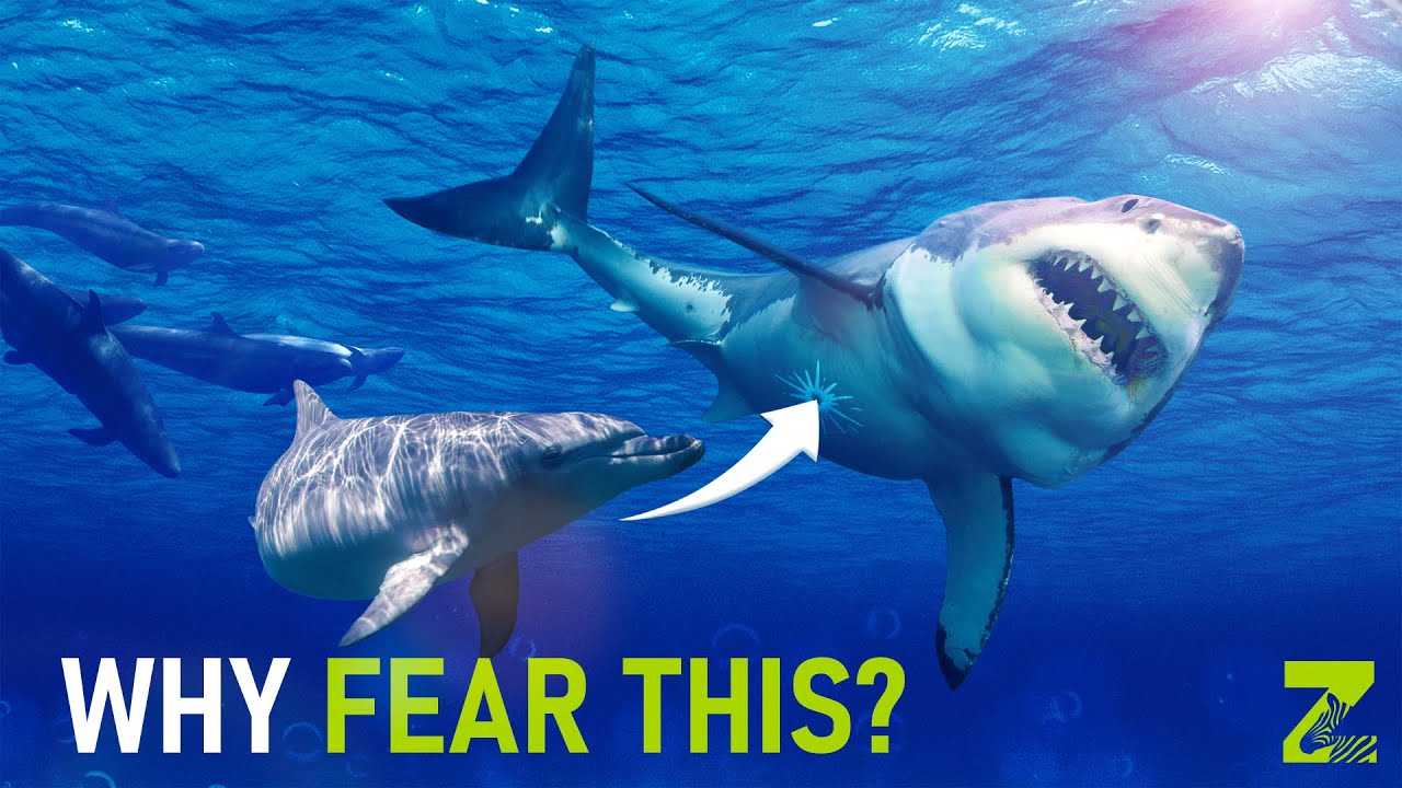 Why Sharks Are Afraid of Dolphins