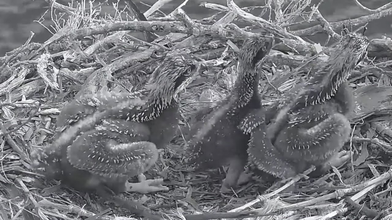 Port_Lincoln Osprey | Mini bob attack on sibling goes wrong | Oct 12, 2022