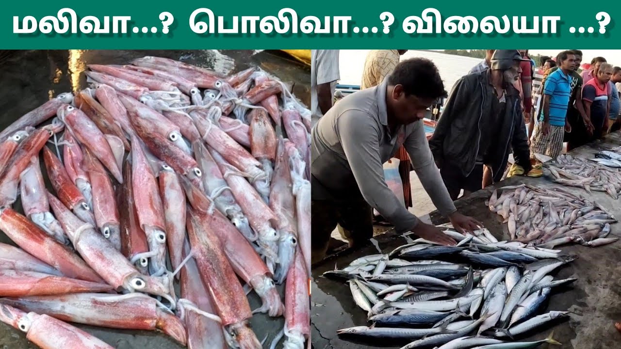 🇱🇰 Batti பாலமீன்மடு மீன் சந்தை | ஏலம் முறையில் மீன் கணவாய் விற்பனை | மலிவா? | விலையா? | PaadumMeen