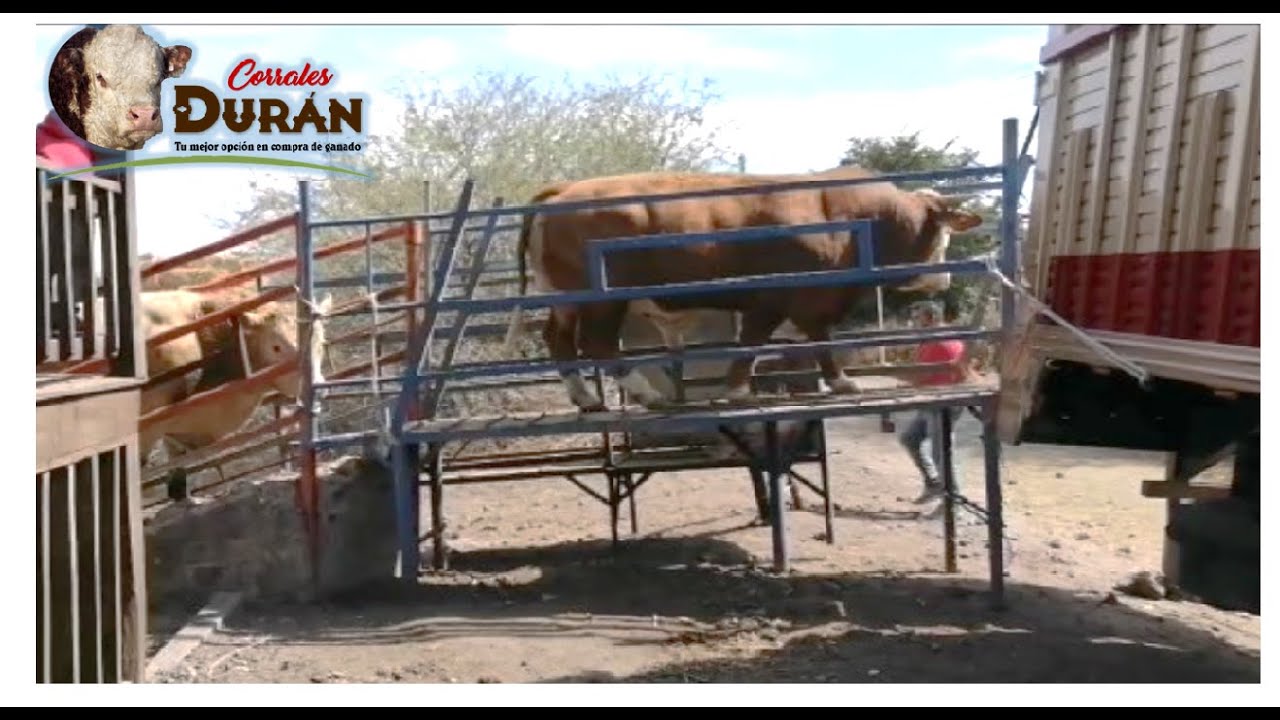 Embarcando toro gordo en Corrales Durán / Reto de los 65,000 suscriptores