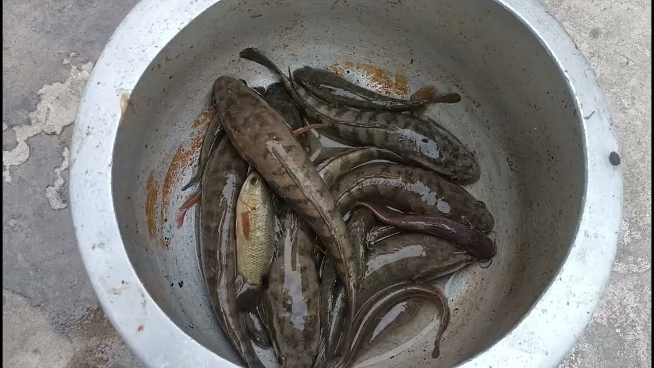 गाँव के तालाब पर मछली पकड़ने का तारिका, मछली मारने का तारिका