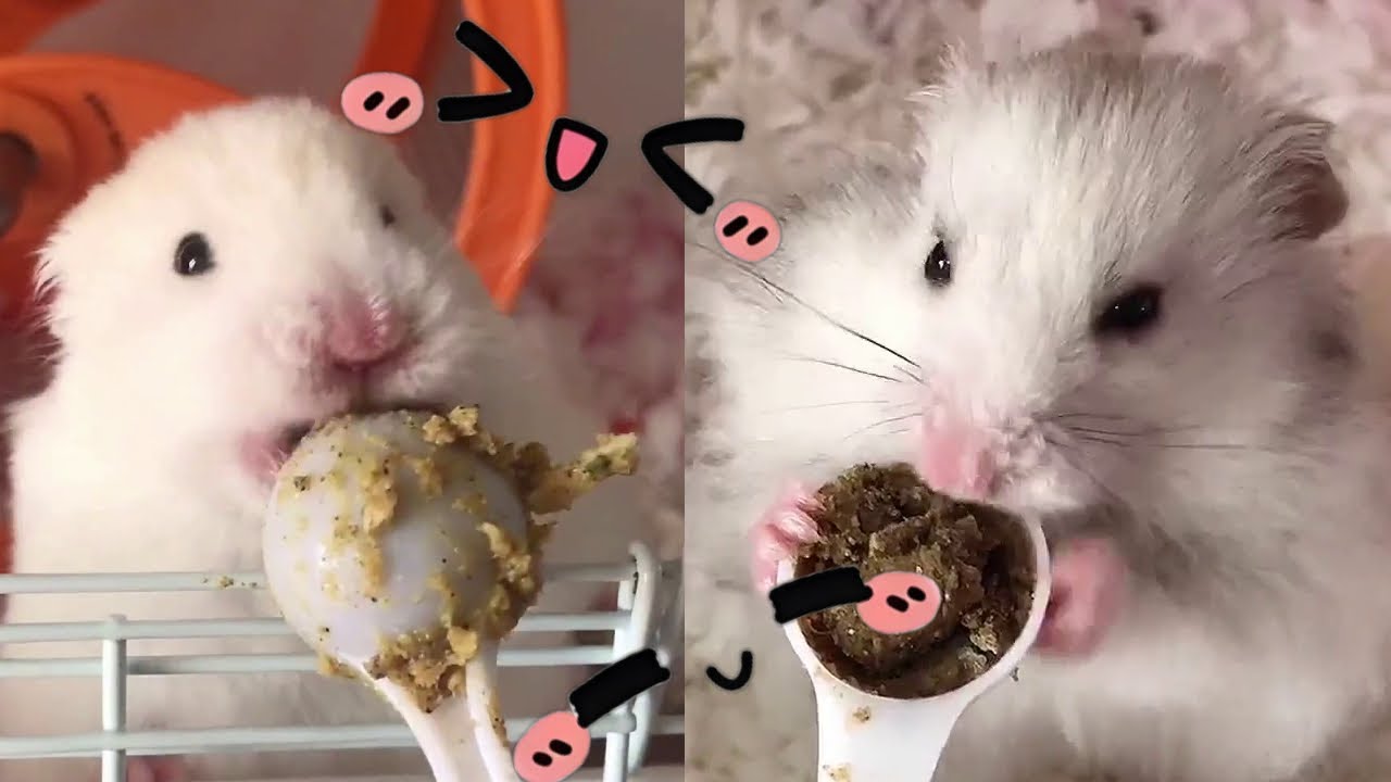 你知道吗？小鼠是不能吃蛋黄的！今日加餐，虾肉大餐！！！【一只笨鼠】