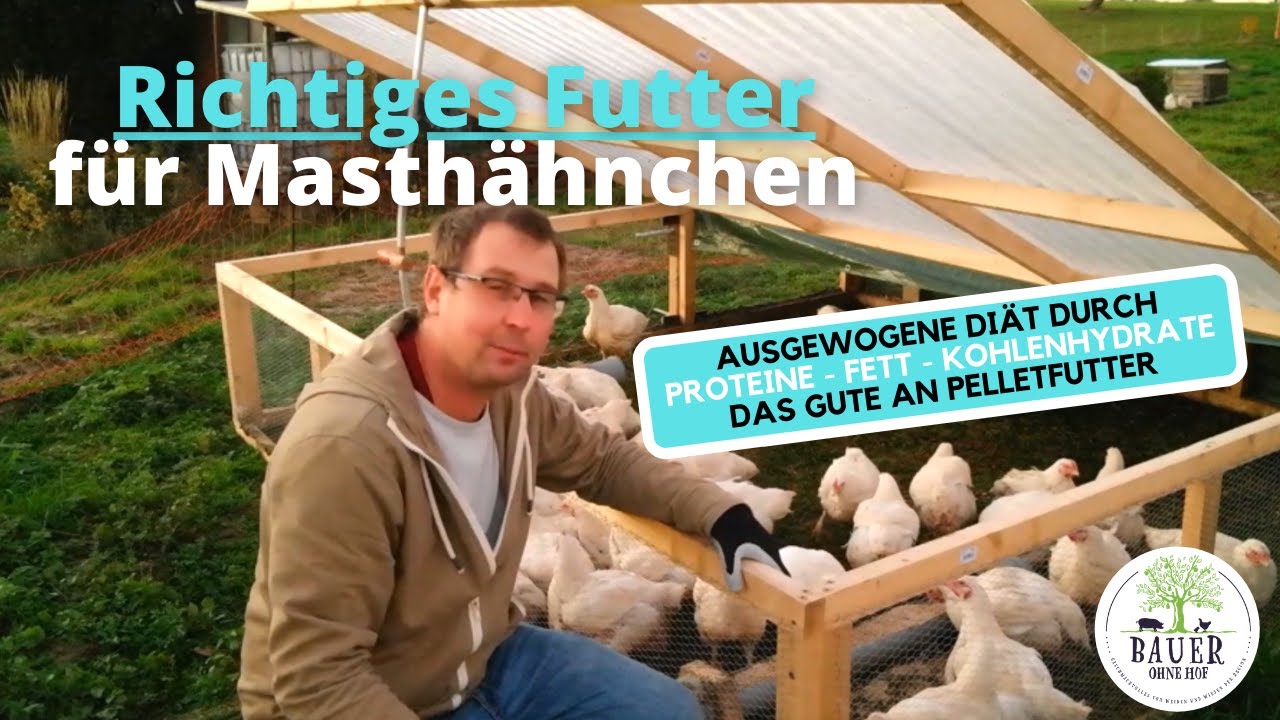Richtiges Futter für Masthühner - eine ausgewogene Ernährung für Hühner ist wichtig!