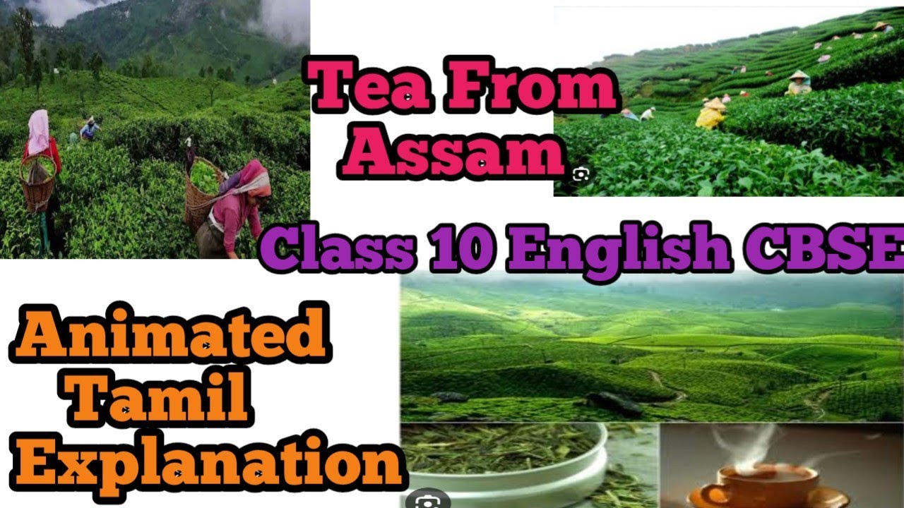 Glimpses of India Part 3 Tea from assam Class 10 CBSE English