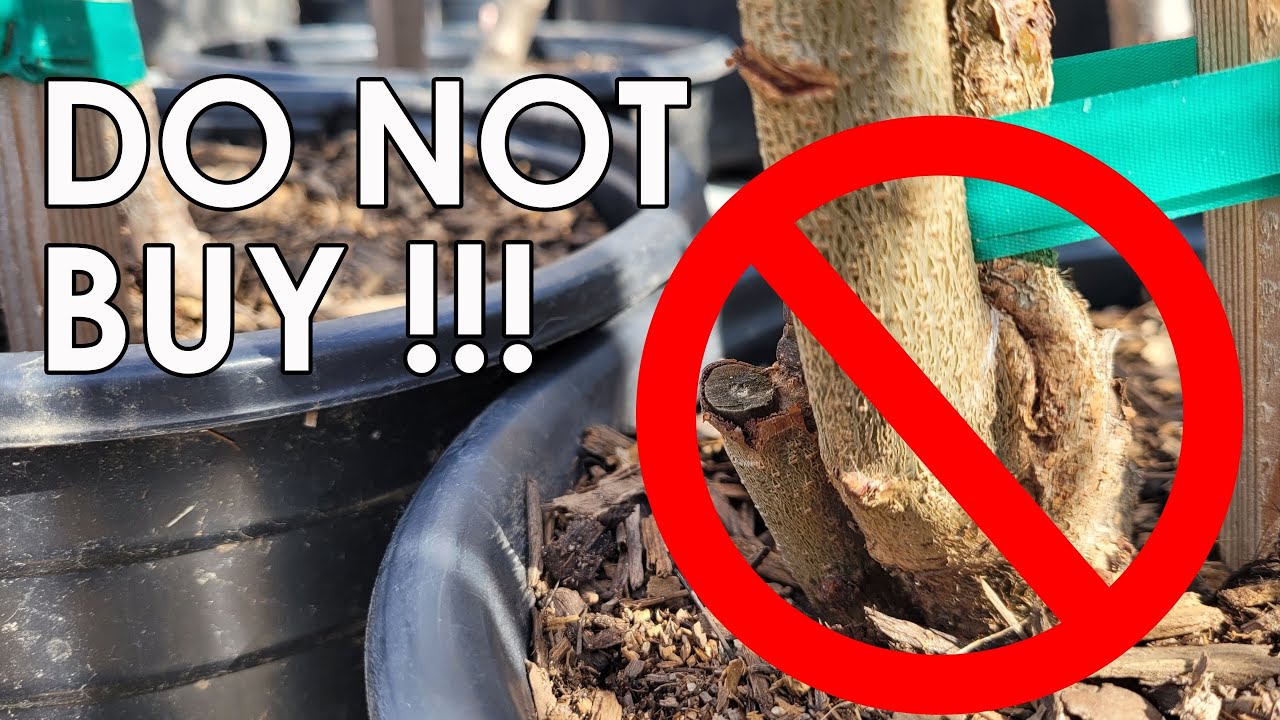 DO NOT BUY This Fruit Tree! | How to Correctly Choose Fruit Trees Based on Root stock Graft Union