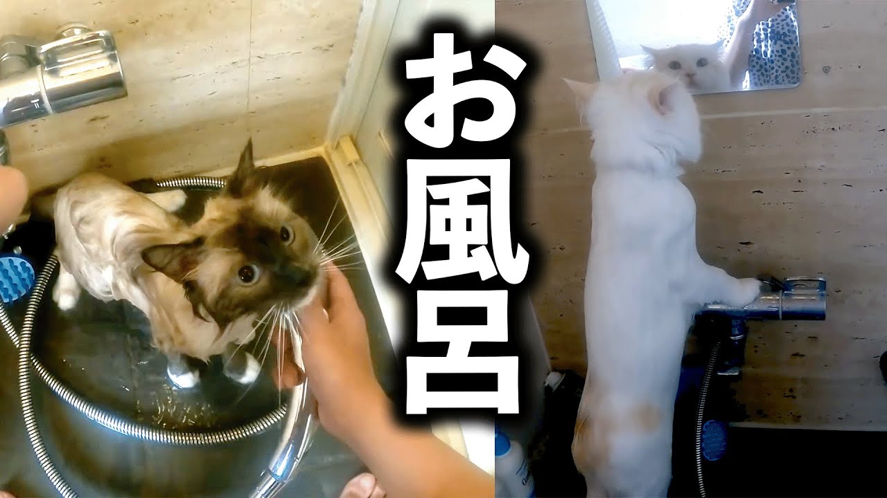 生まれて初めてお風呂に入った猫