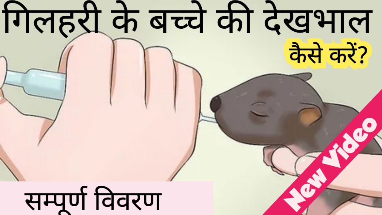 Squirrel Baby Caring Detailed || गिलहरी के बच्चे की देखभाल कैसे करे || सम्पूर्ण विवरण 