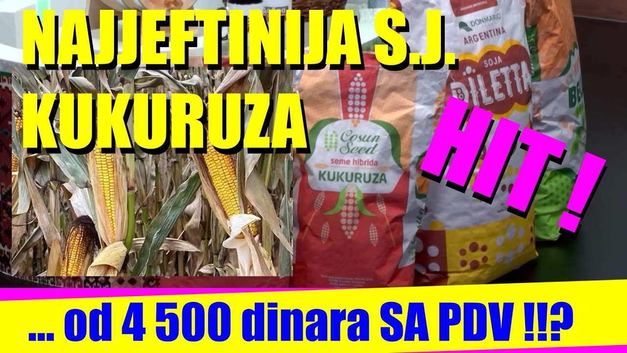 NAJJEFTINIJE SEME KUKURUZA - a normalni HIBRIDI SAMO JEFTINI   kupovinom jeftinog semena ...