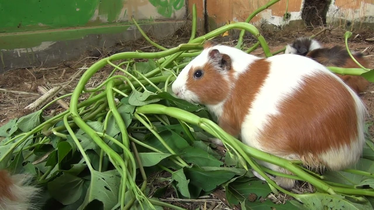 Guinea Pig Cam Afternoon March 11 2026