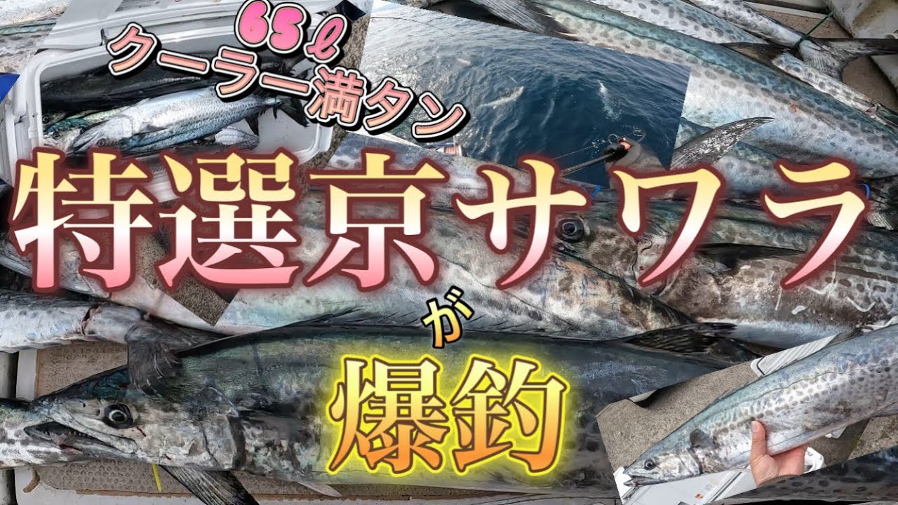 【舞鶴湾口】昼でクーラー満タン早上がりの特選サワラ爆釣Xデー【サワラキャスティング】