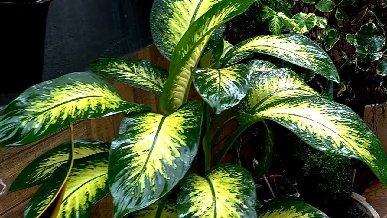 12 plantas que não precisam de sol de crescimento rápido tudo que você precisa saber!!