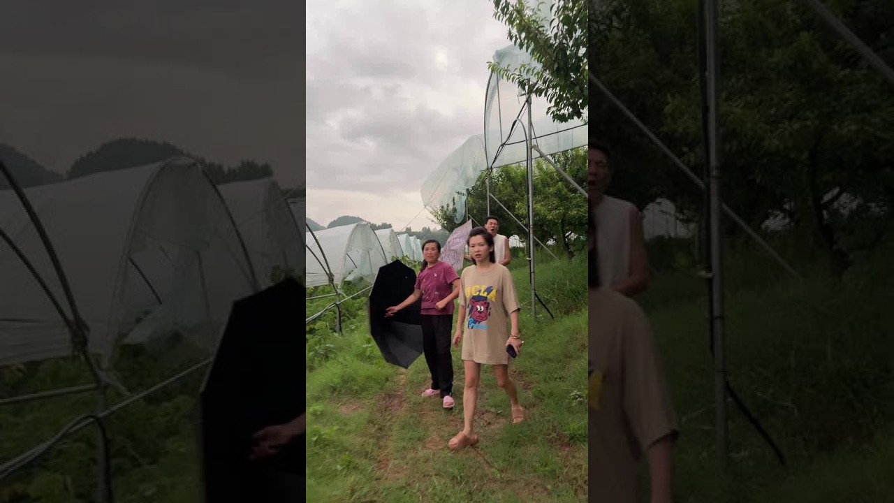 大雨天气遍坡找人，爸爸很固执冒着大雨弄棚子，一家人都劝不住，始终舍不得那点李子#三农人 #我的乡村生活日记 #农民种地不容易 #乡村推荐官