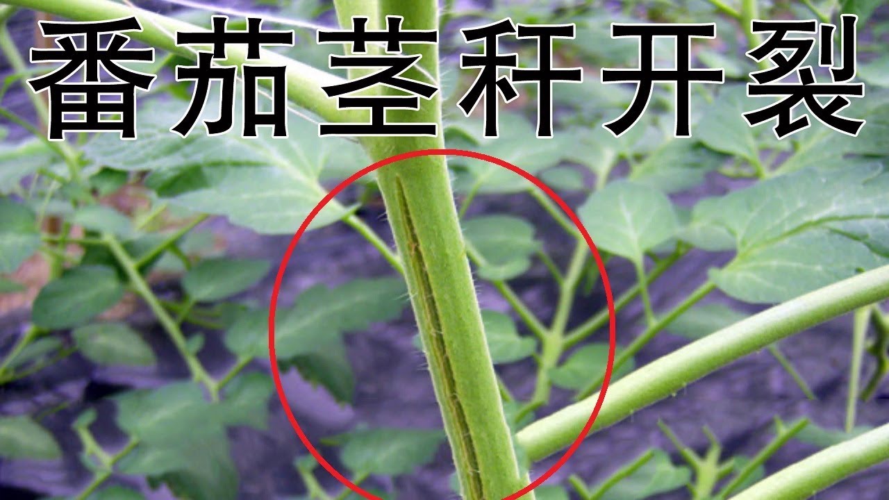 种的番茄为啥长成这样？原因出乎意料，番茄这样管理才高产【付老师种植技术团队】