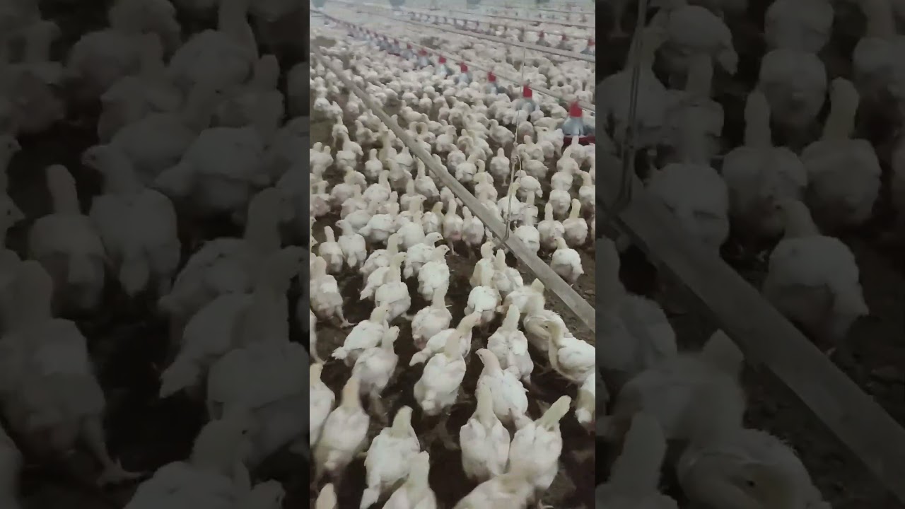Chickens from Brazil to the world 🇧🇷🌎 poultry farming 🐔🙏🏻