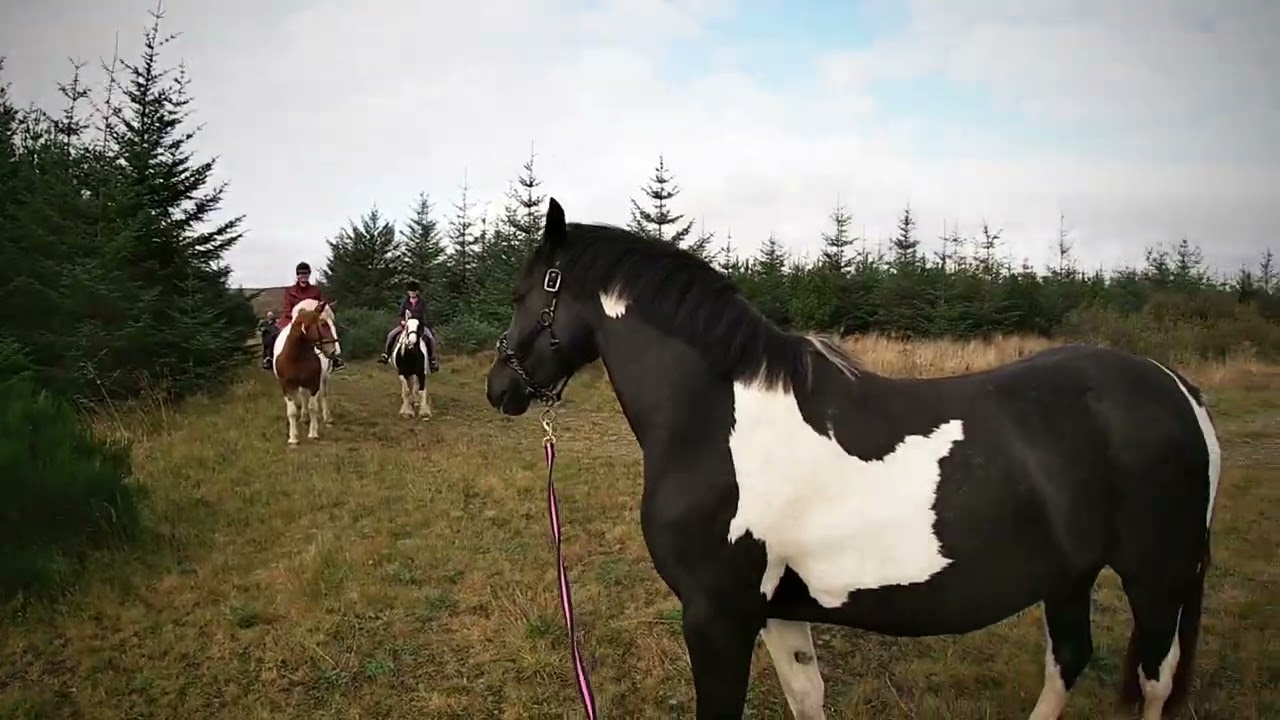 A FOREST WALK WITH SHANTI AND FRIENDS (13/10/25)