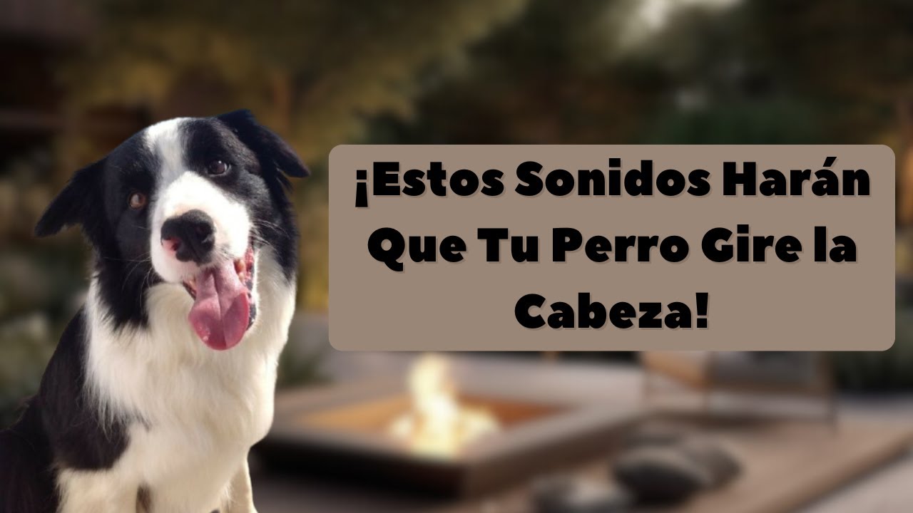 Los sonidos más divertidos para que tu perro mueva la cabeza 😄🐾#2