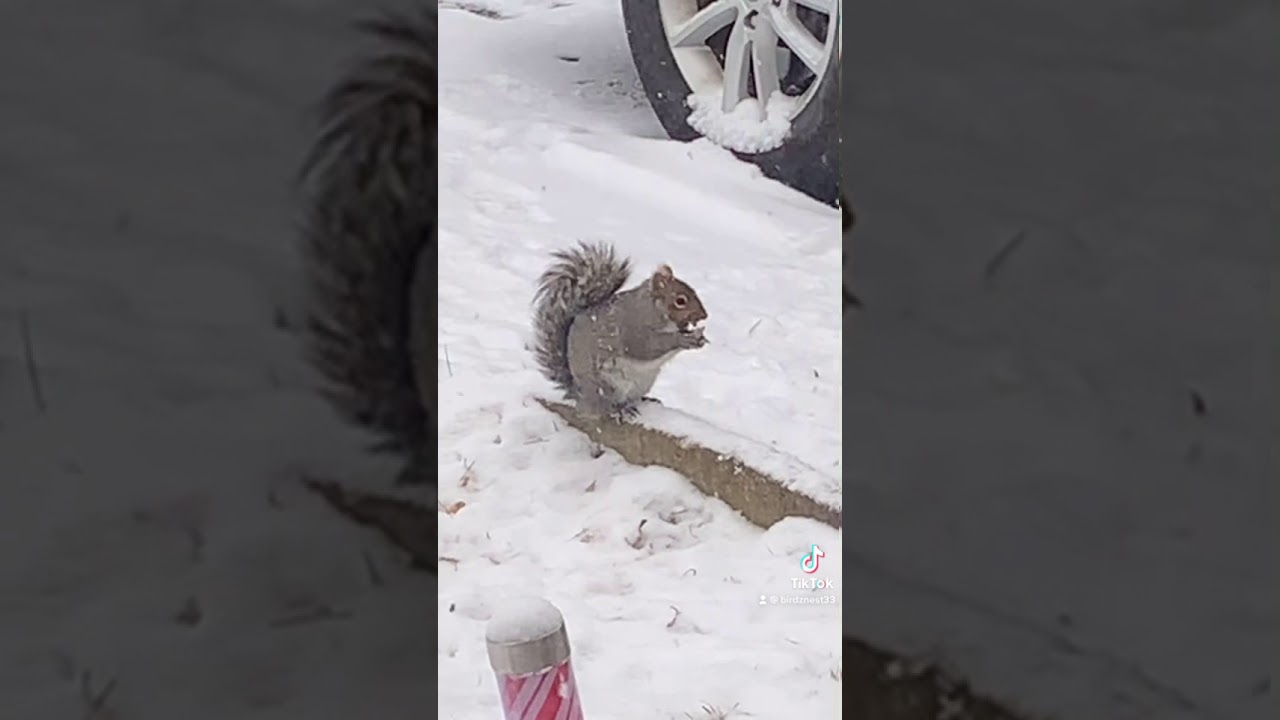 Squirrel Eats Peanuts In Winter