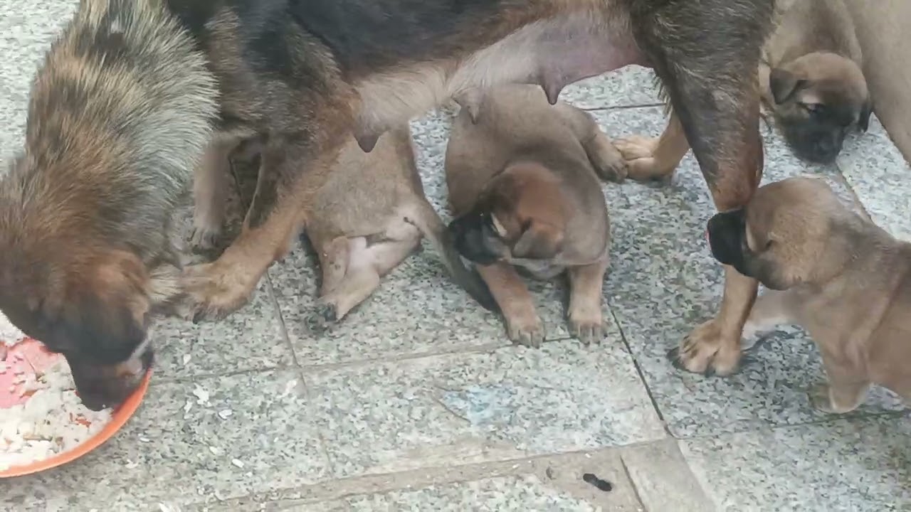 Homeless dog have many baby. #dog #puppy #animals #wildlife #natural #nature 