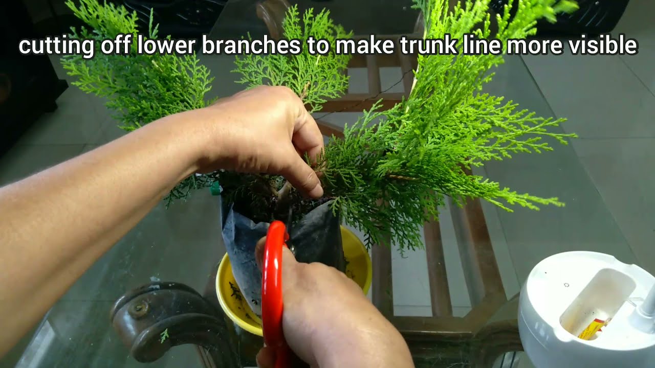 From a little plant to informal upright bonsai | Unintentional asmr : Part 1