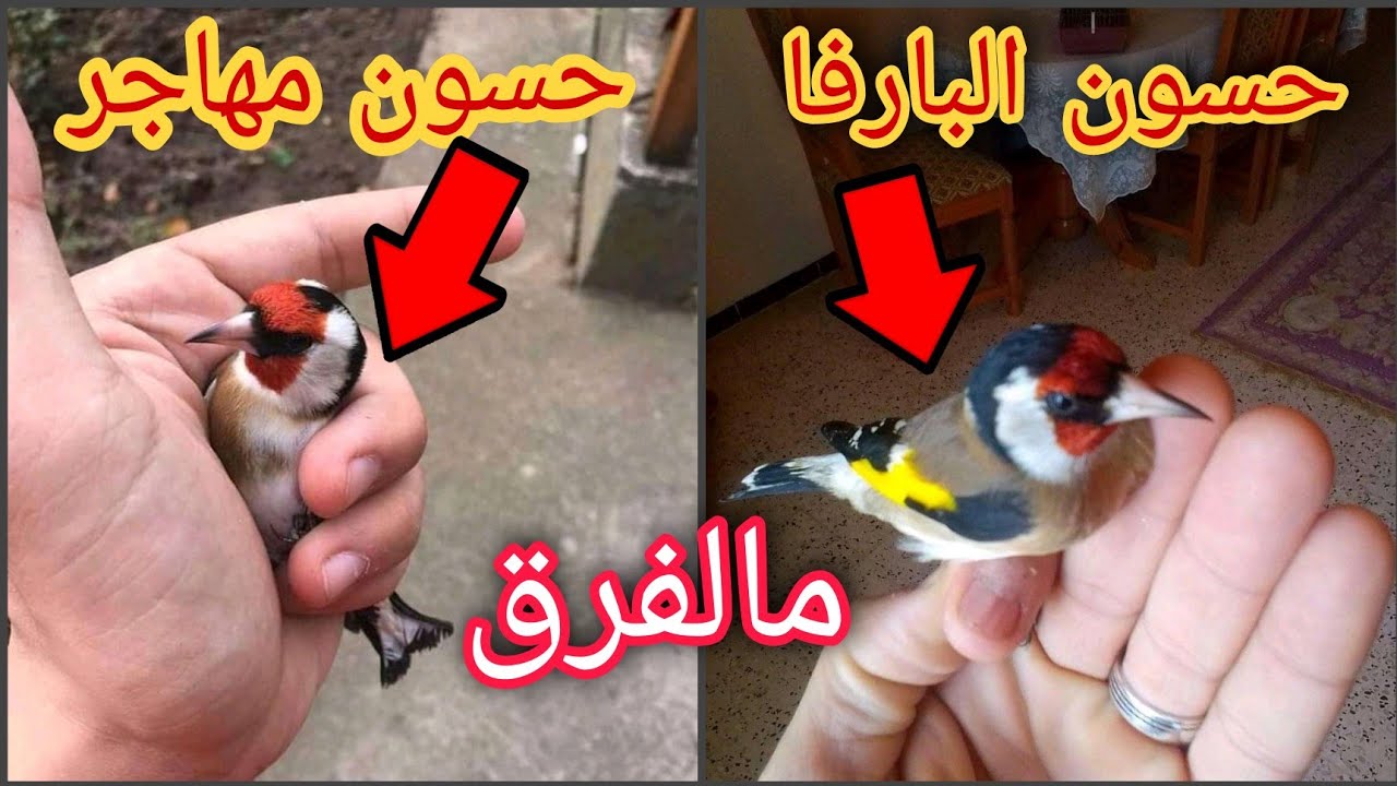 كيف تفرق بين الحسون المهاجر والحسون البلدي وكيف تعرف الذكر من الأنثى