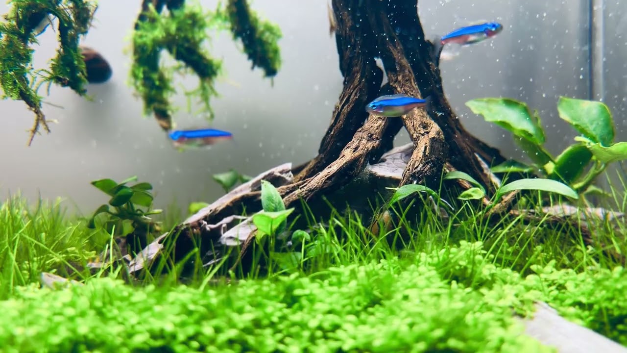 Planted Aquascape