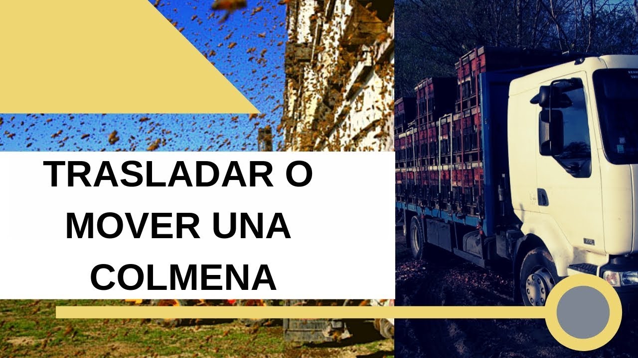 👉🏼 Trasladar o Mover una COLMENA DE ABEJA🐝🐝 de un lugar a otro 🚚