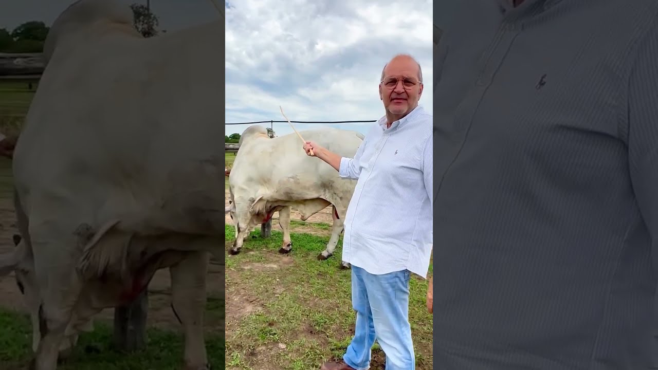 Como saber escolher um bom  Touro?#gadodeleite#gadosindi#nelore#fazenda#pecuária#pecuarista#agro