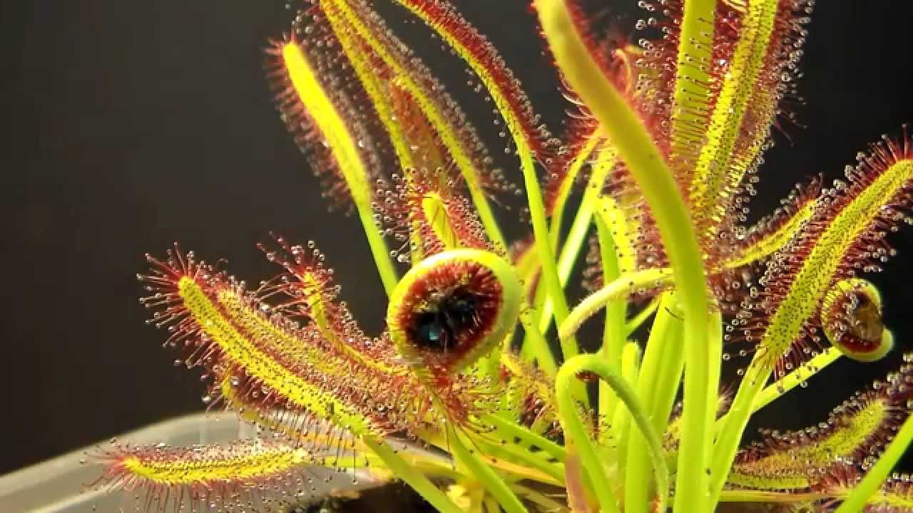 Drosera Capensis: time lapse eating a fly (HD with a surprise)