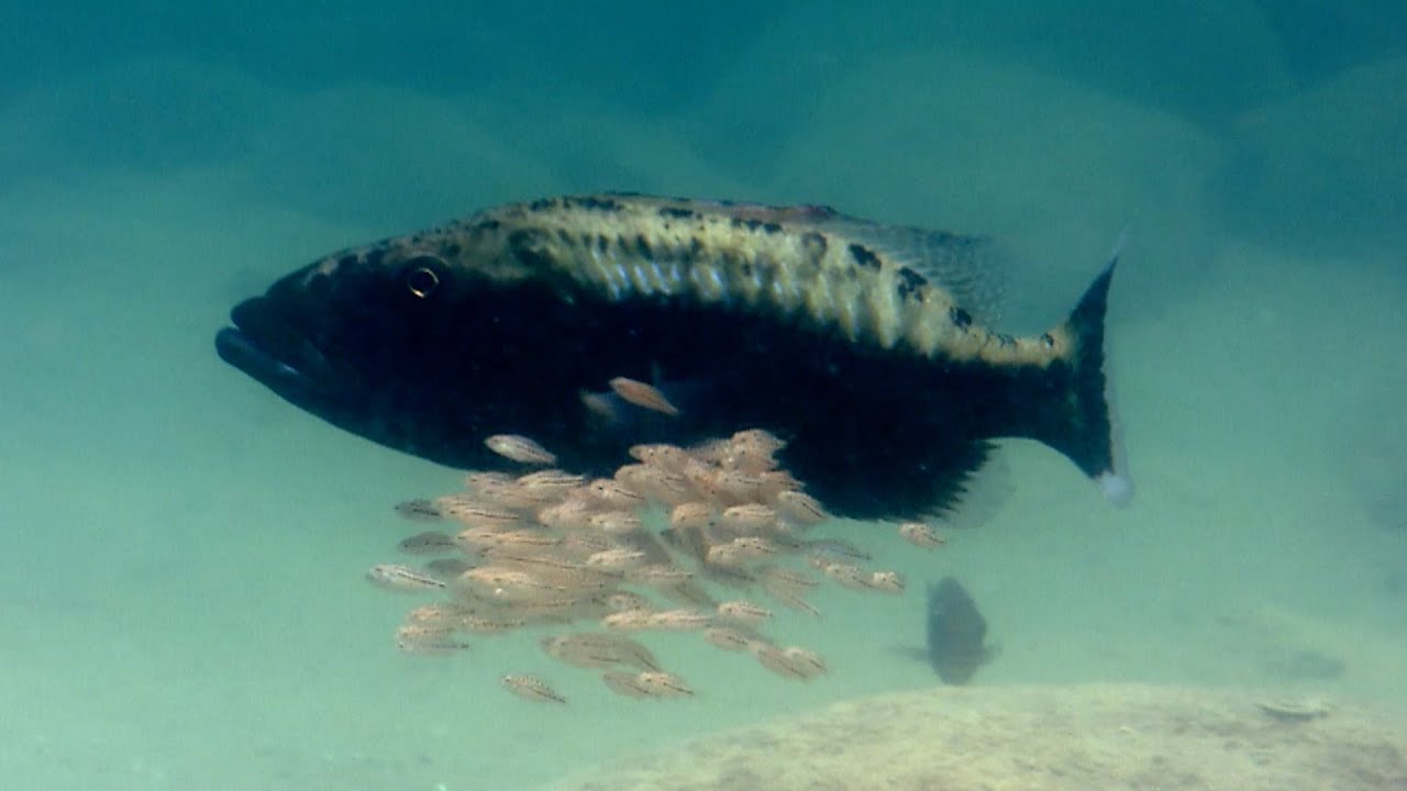 Baby fish hide inside mother's mouth - Animal Super Parents: Episode 1 Preview - BBC